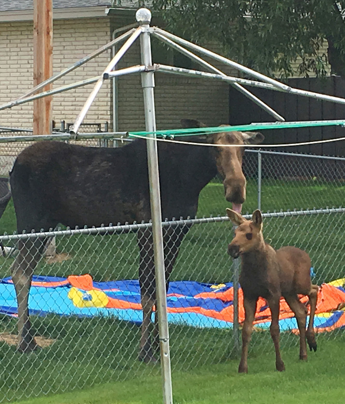 Backyard moose
